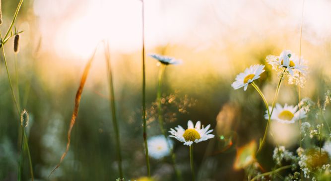 Närbild av vilda blommor, övervägande vita prästkragar, på en solbelyst äng under den gyllene timmen.